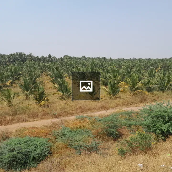 Coconut Trees in a Field
