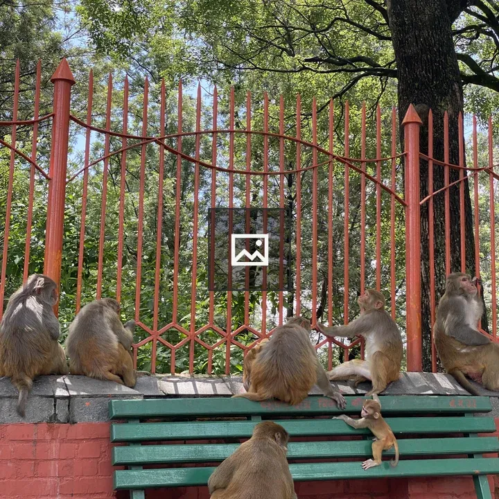 Seven monkeys around a park fence