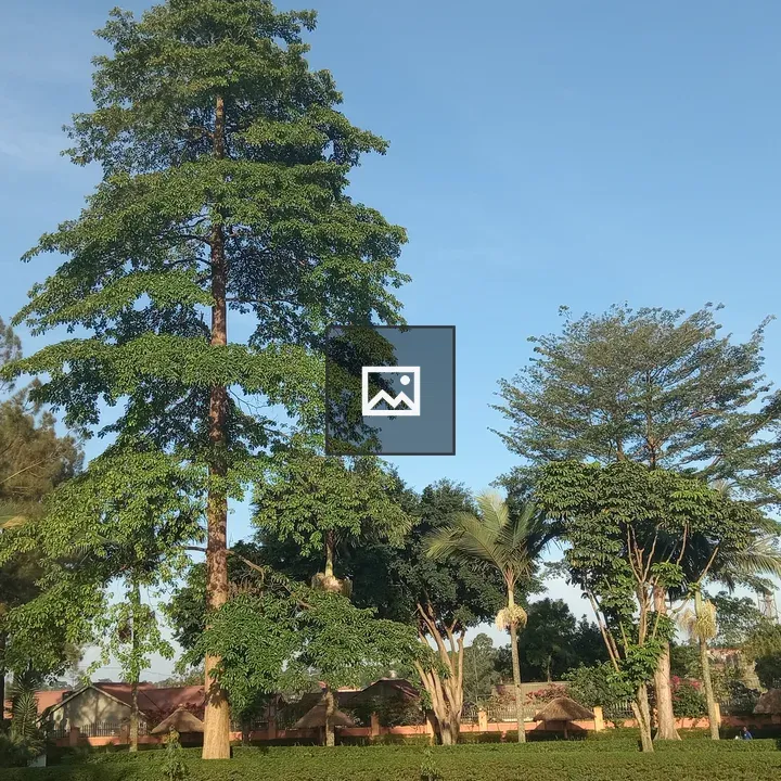 Lush Garden with Tall Trees