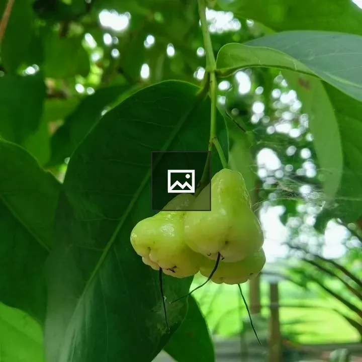 Three Green Pear-Shaped Fruits