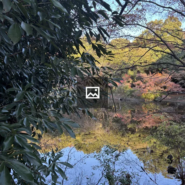 Serene pond in a forest scene