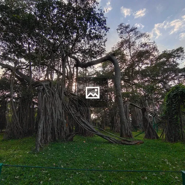 Big Banyan Tree Landscape