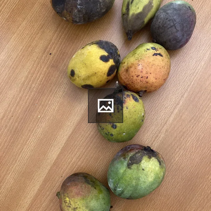 Rotten Mangoes