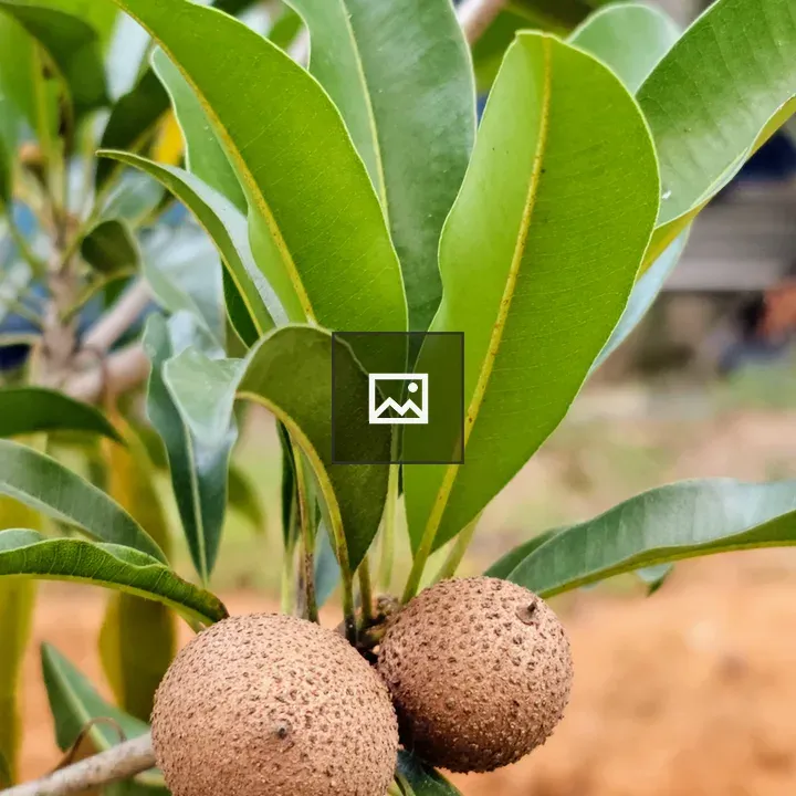 Sapodilla fruit on plant