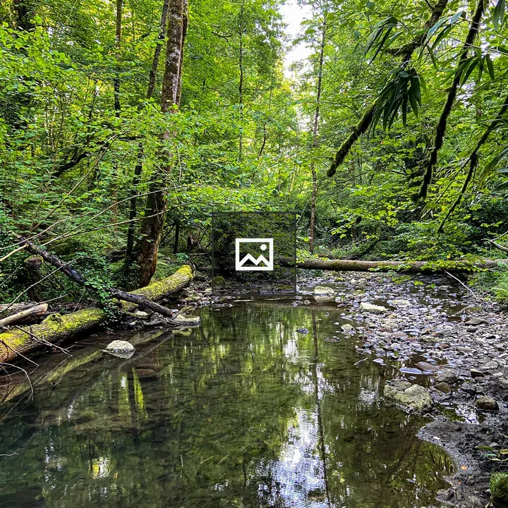 Forest stream with mossy log