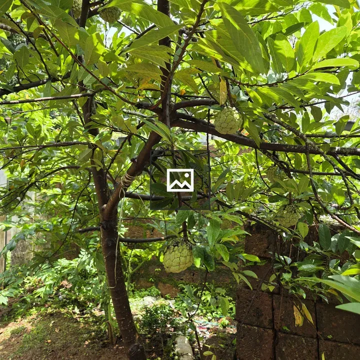 Green tree with cherimoya fruits