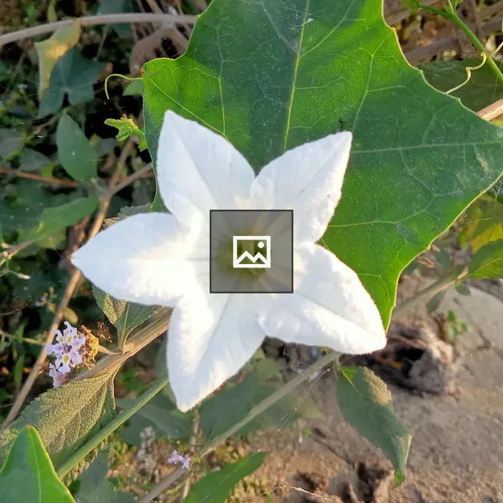 White flowers on green stems
