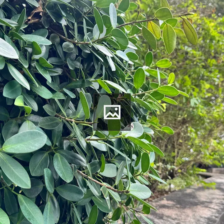 Dense hedge with vibrant green leaves