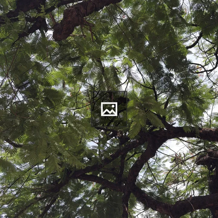 Canopy View with Fern-like Leaves