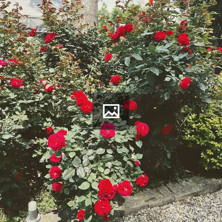 Red Roses in Dense Bush