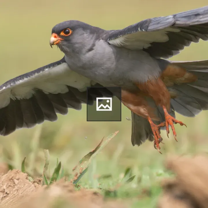 Amur Falcon in Flight