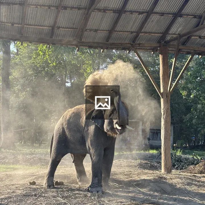 Elephant under a roof shaking dust