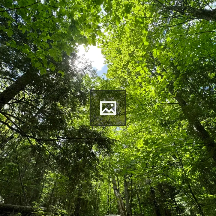 Dense forest with sunlit leaves