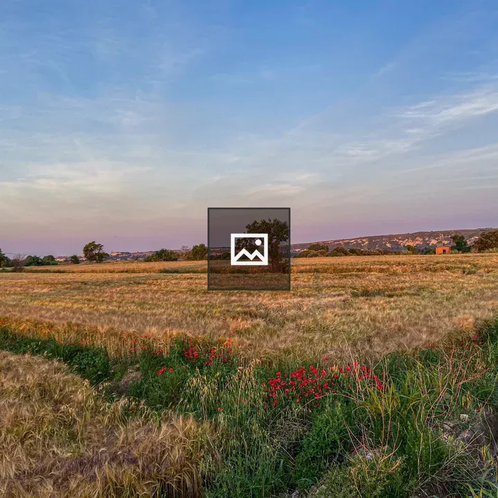 Field with golden crops and red flowers