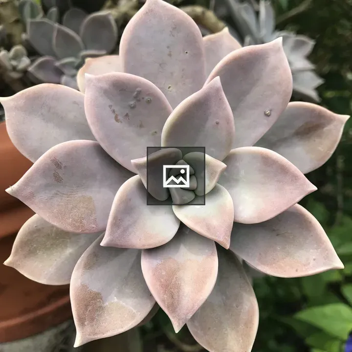 Succulent plant portrait