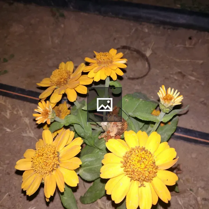 Yellow flower in Qatar beach