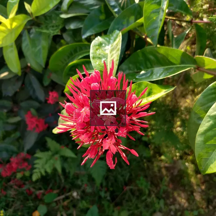 A cluster of bright red flowers