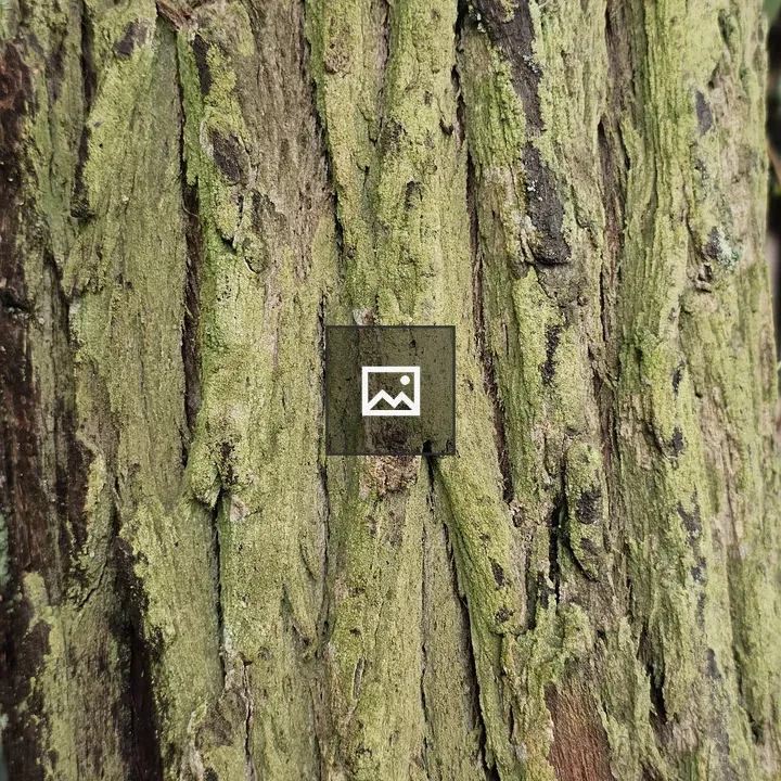 Robinia bark close-up