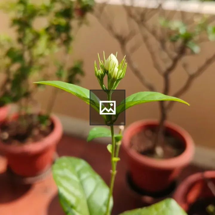 Close-up of Budding Plant