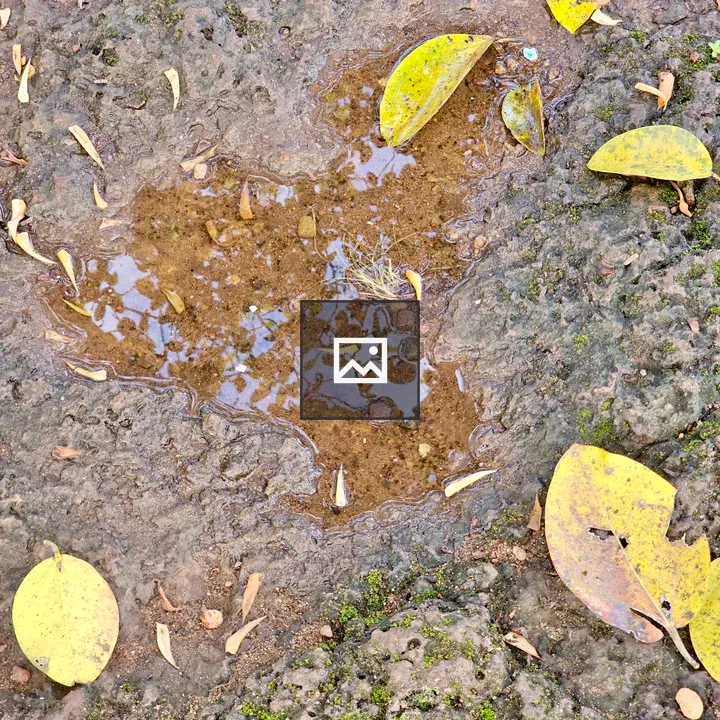 Rainwater Puddle Among Leaves