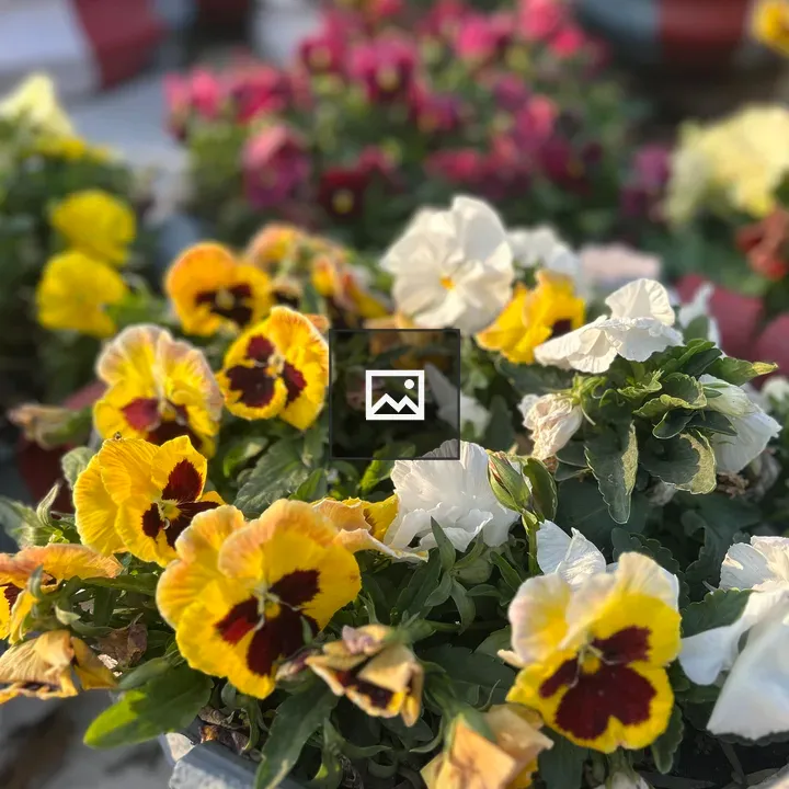 Pansy Pot Close-Up
