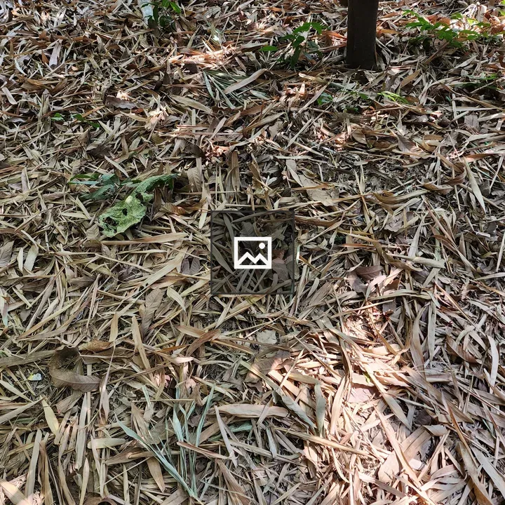 Dry bamboo leaves on the floor