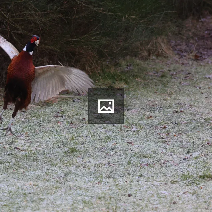 Male pheasants in combat