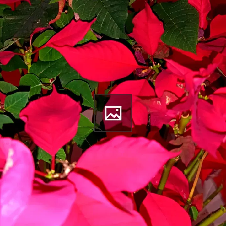Poinsettia Leaf Close-up