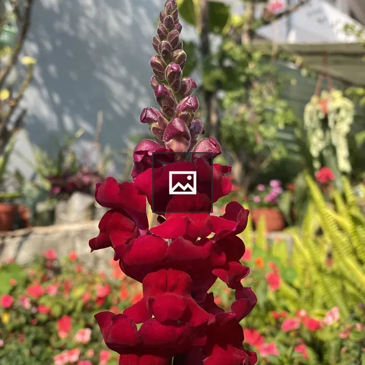 Red snapdragon in garden