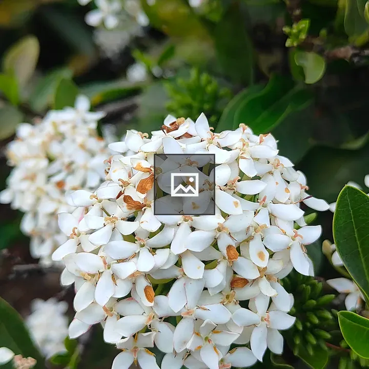 Close-up of white flowers cluster