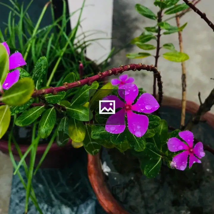 Vinca Flower Close-Up
