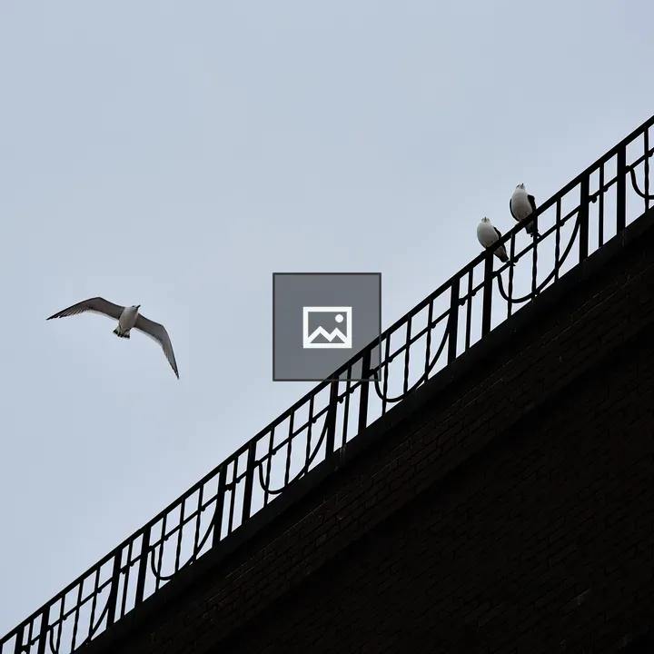 Three Seagulls