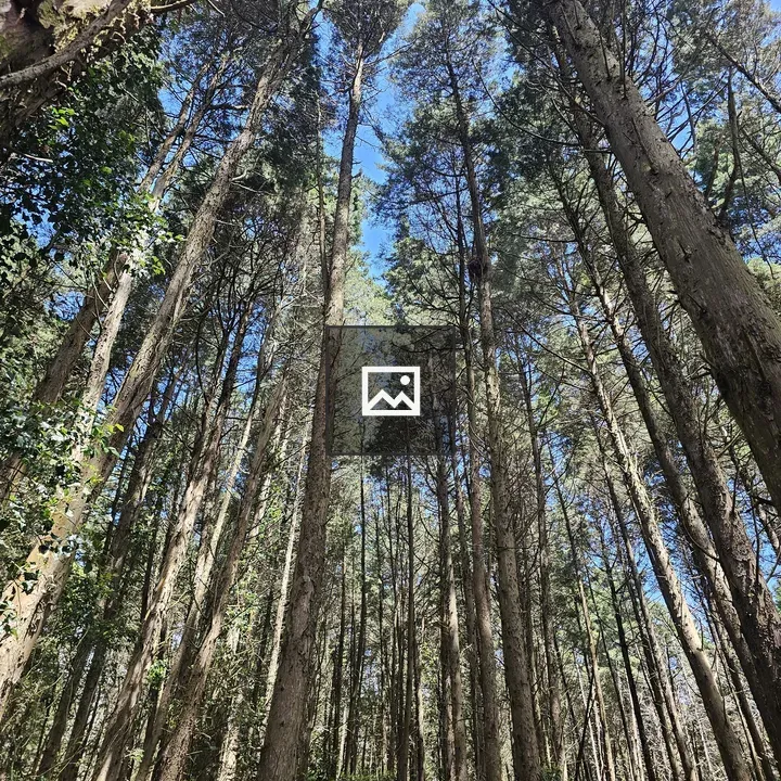 Pine Forest Low-Angle View