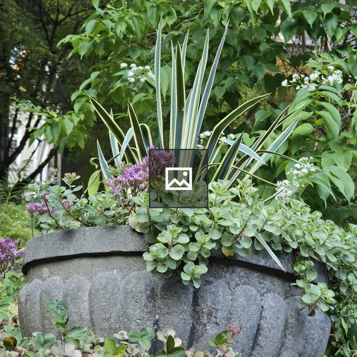 Stone planter with mixed greens and purple flowers