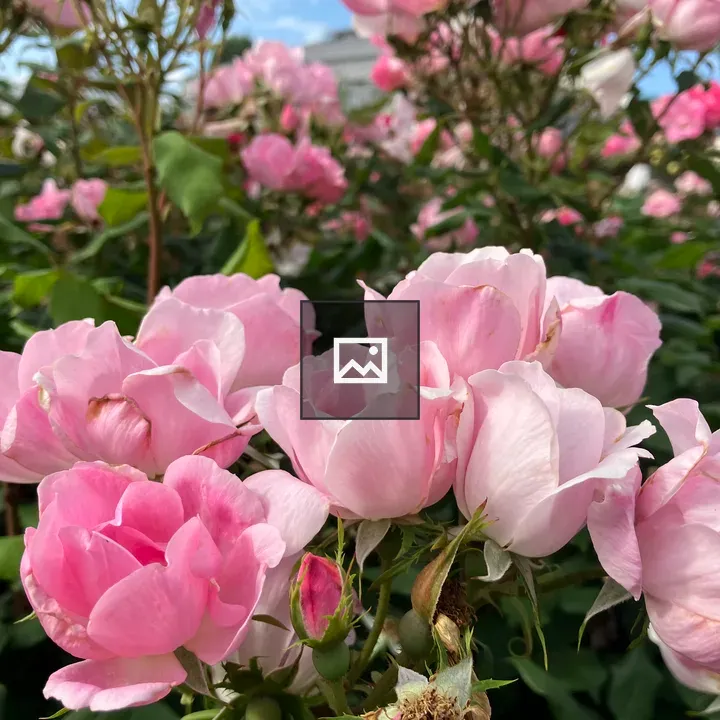 Blushing Knock Out Rose