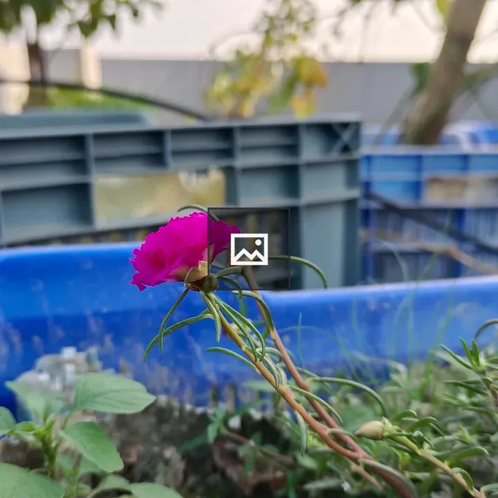 Pink flower in a container
