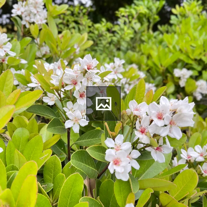 Indian hawthorn flower plants