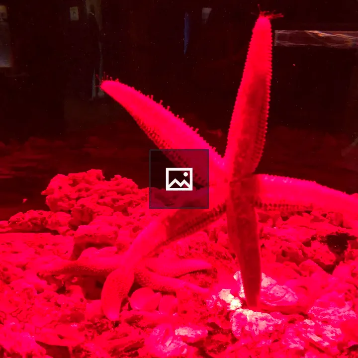 Starfish under red light