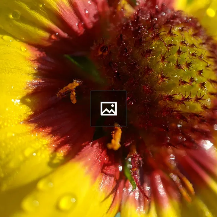 Water Droplets on Flower Center