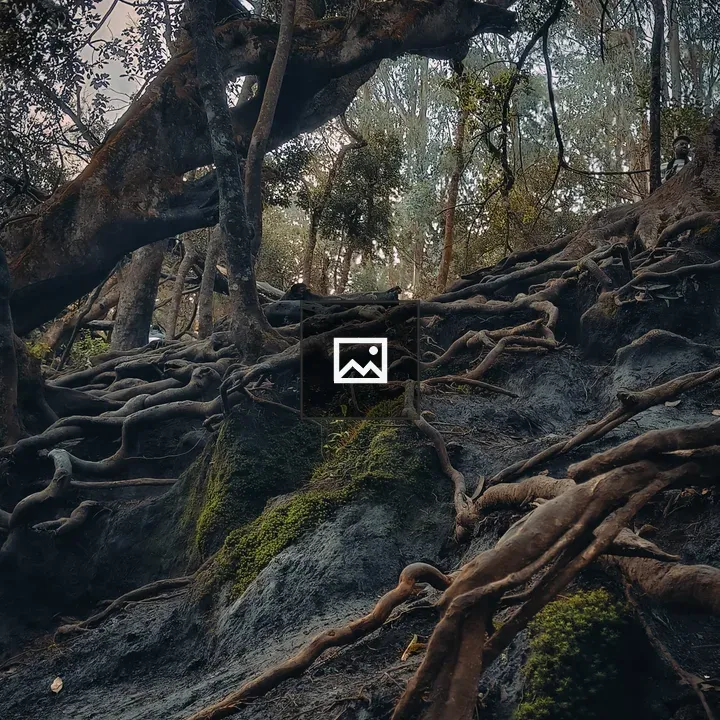 Snarled tree roots at Guna Caves