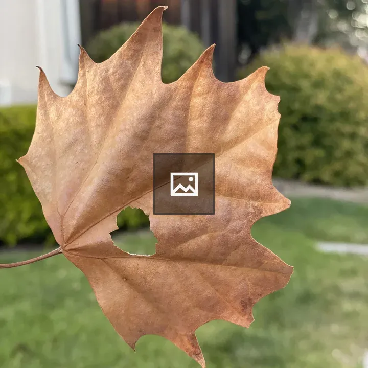 Brown leaf