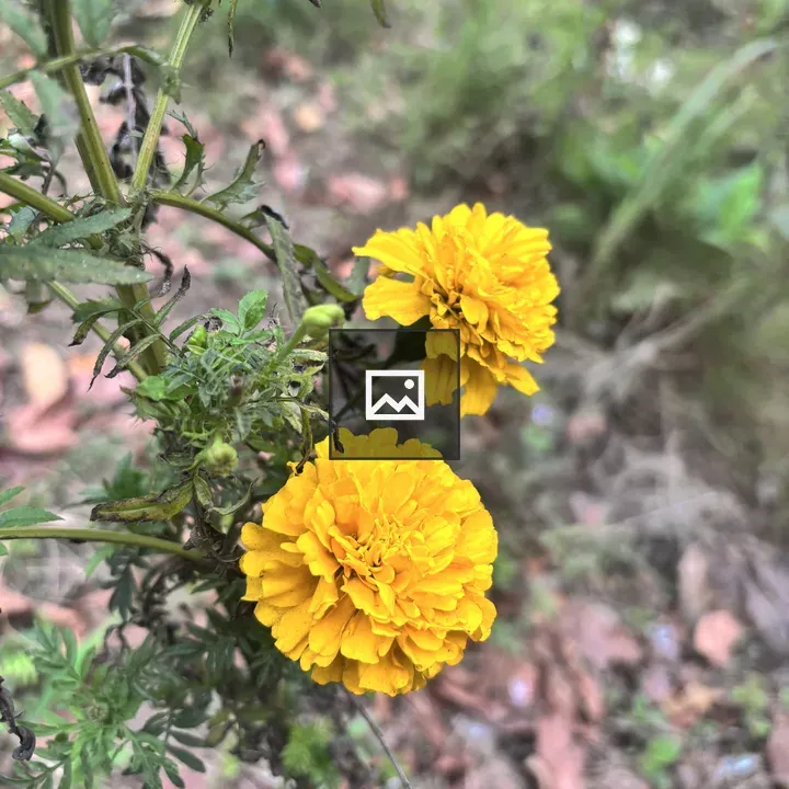 Two yellow marigold flowers