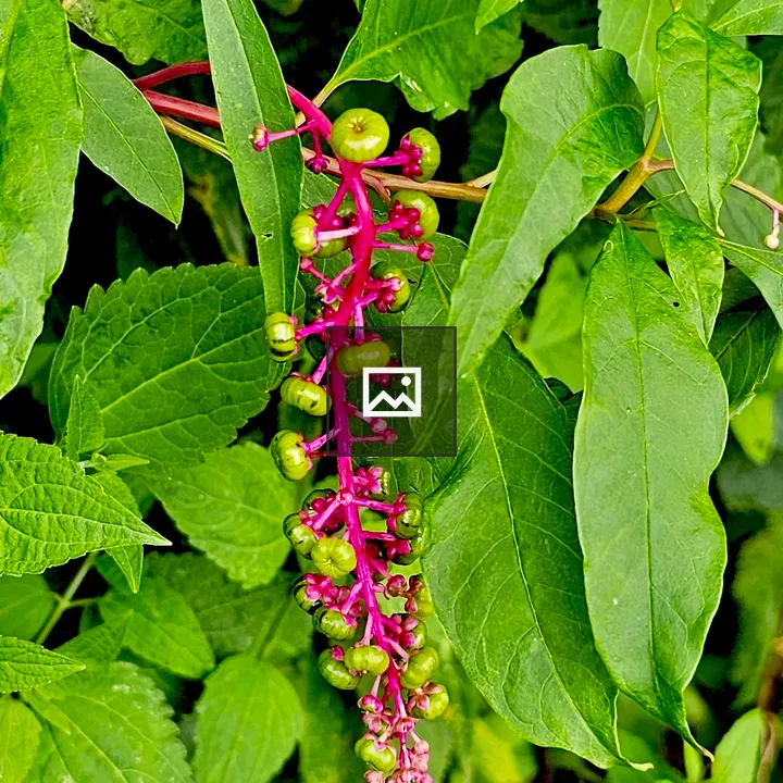 Phytolacca americana berries