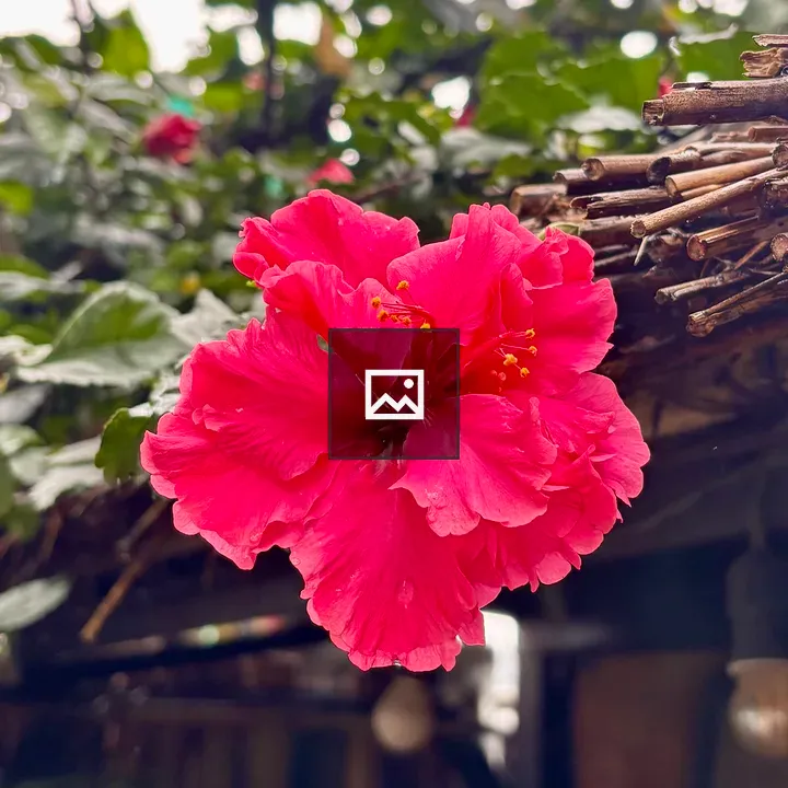 Vibrant hibiscus bloom