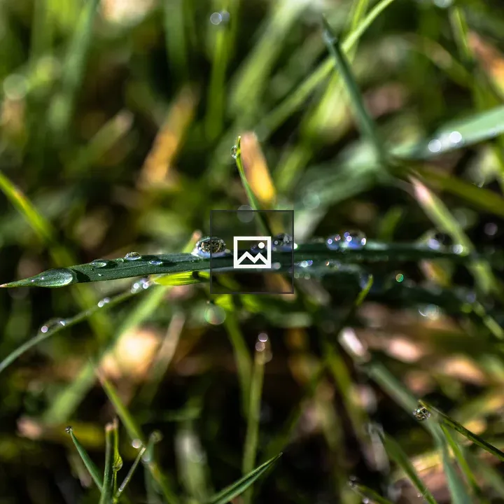 Green Grass with Droplets