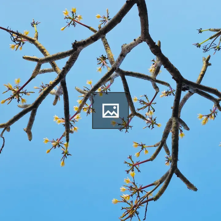 Plumeria Tree Branches in Blue Sky