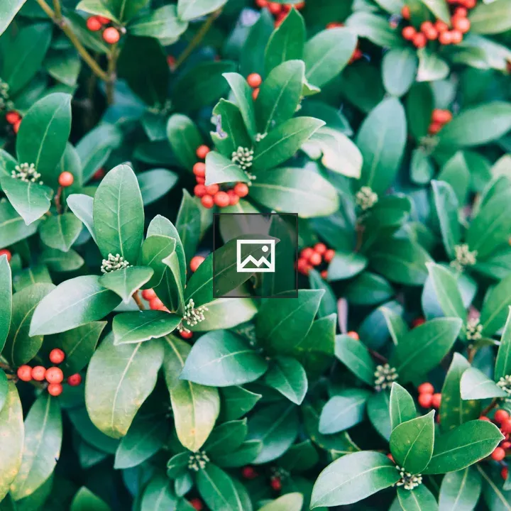 Bush with leaves and berries