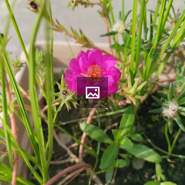 Red Portulaca flower close-up