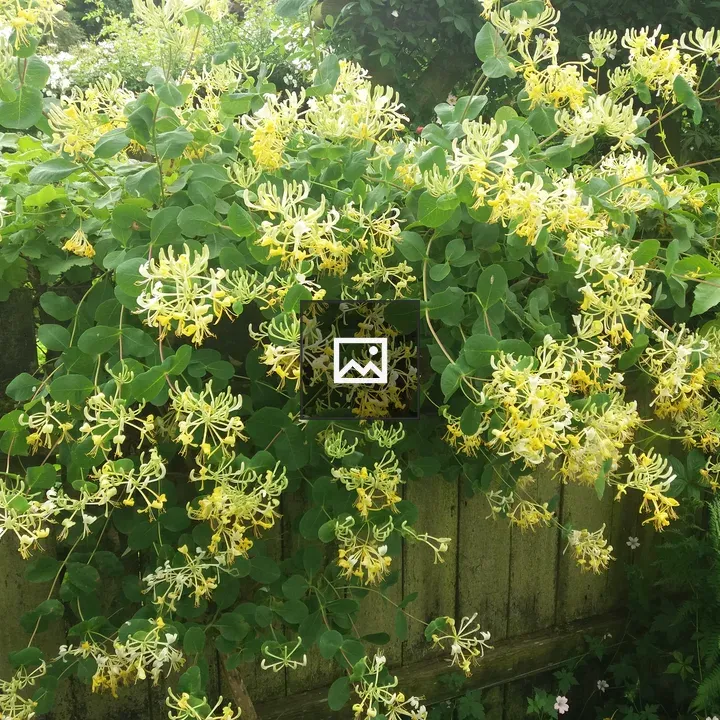 Yellow honeysuckle by fence