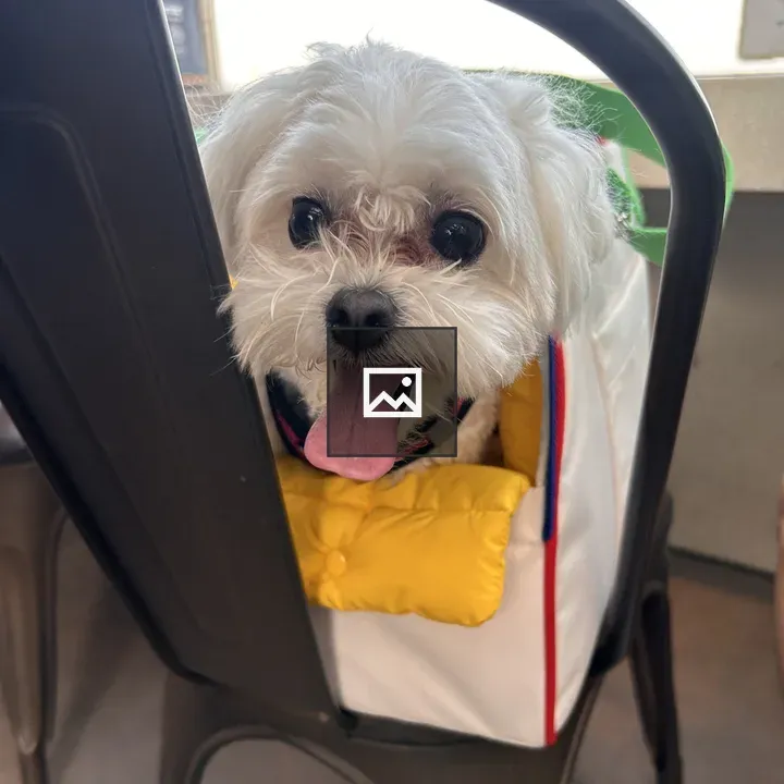 Small fluffy white dog in colorful bag